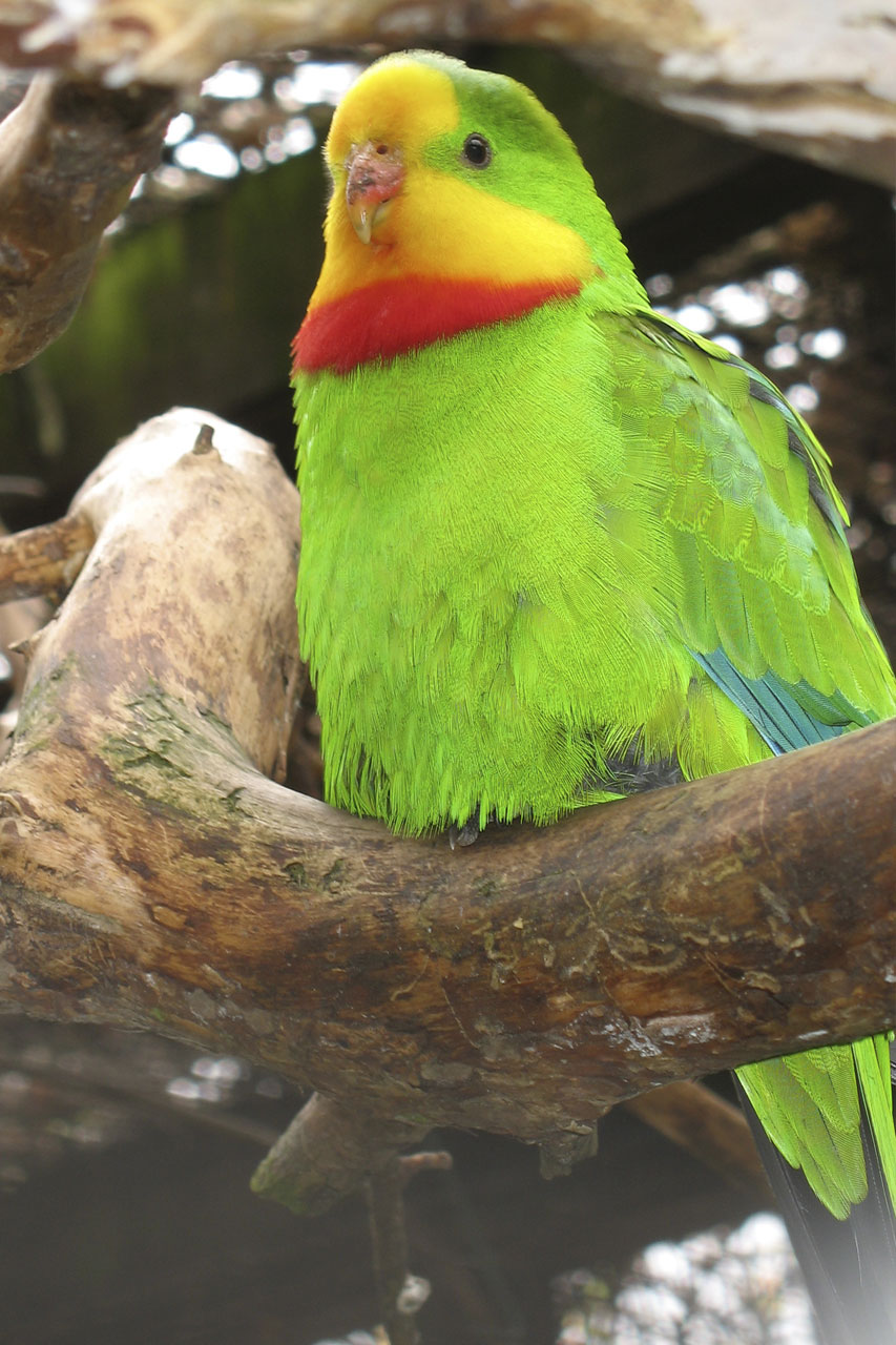 superb parrot bird free photo